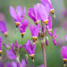 2570_11119_Dodecatheon_jeffreyi_jumaltelill.jpg