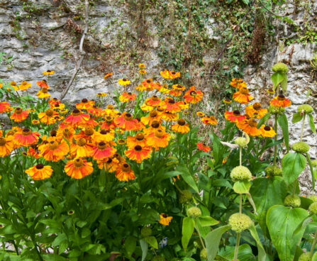 2574_5508_Helenium.jpg