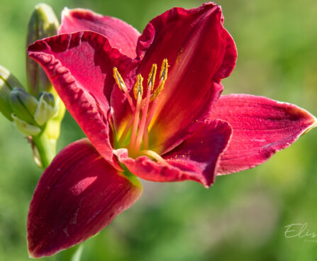 2578_9187_Hemerocallis_Chicago_Apache_.JPG