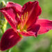 2578_9187_Hemerocallis_Chicago_Apache_.JPG