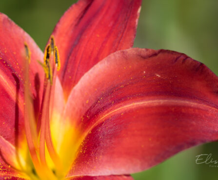 2578_9198_Hemerocallis_Chicago_Apache__2.JPG