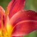 2578_9198_Hemerocallis_Chicago_Apache__2.JPG