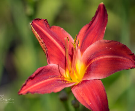 2578_9199_Hemerocallis_Chicago_Apache_.JPG