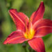 2578_9199_Hemerocallis_Chicago_Apache_.JPG