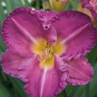 2580_7186_Hemerocallis_Entrapment_Photo_Darwinplants.jpg