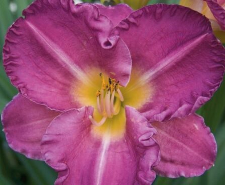 2580_7186_Hemerocallis_Entrapment_Photo_Darwinplants.jpg