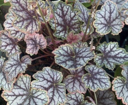 2590_7207_Heuchera_Magic_Color1_Photo_Darwinplants.jpg