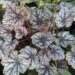 2590_7207_Heuchera_Magic_Color1_Photo_Darwinplants.jpg