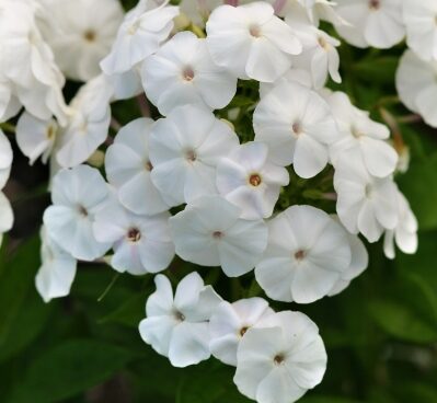 2607_7242_Phlox_paniculata_Pia_ColadaPhoto_Darwinplants.jpg