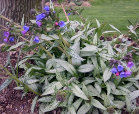 2608_7248_Pulmonaria_Samourai_1_PHOTO_Darwinplants.jpg