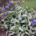 2608_7248_Pulmonaria_Samourai_1_PHOTO_Darwinplants.jpg