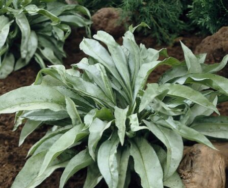 2608_7249_Pulmonaria_Samourai_PHOTO_Darwinplants.jpg