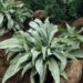 2608_7249_Pulmonaria_Samourai_PHOTO_Darwinplants.jpg