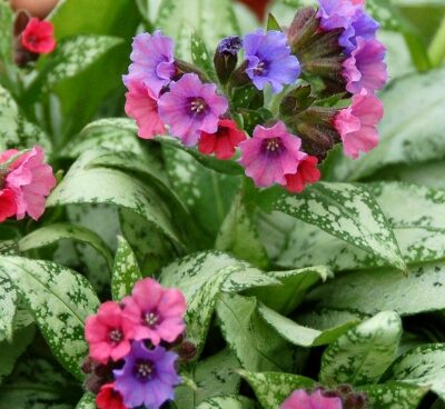 2609_7250_Pulmonaria_Silver_Bouquet_Photo_Darwinplants.jpg