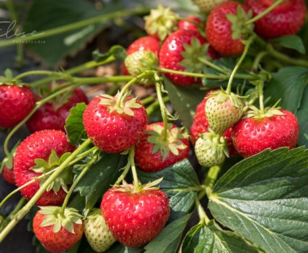 2620_8768_Fragaria.JPG