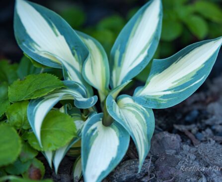 2627_8716_Hosta_High_Society__2.JPG