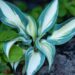 2627_8716_Hosta_High_Society__2.JPG