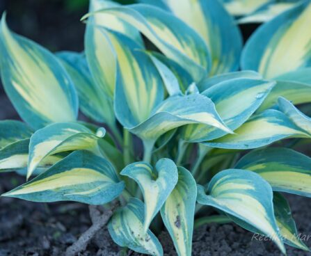 2627_8717_Hosta_High_Society__3.JPG
