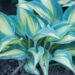 2627_8717_Hosta_High_Society__3.JPG