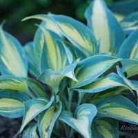 2627_8718_Hosta_High_Society__4.JPG