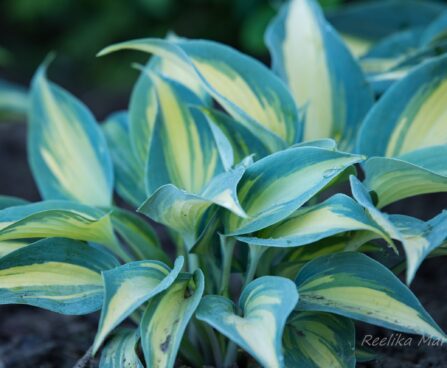 2627_8718_Hosta_High_Society__4.JPG