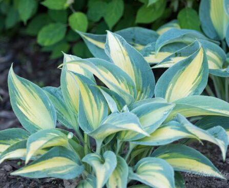 2627_8720_Hosta_High_Society__5.JPG