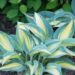2627_8720_Hosta_High_Society__5.JPG
