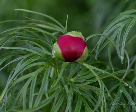 2640_7564_Paeonia_tenuifolia_.JPG