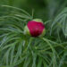 2640_7564_Paeonia_tenuifolia_.JPG