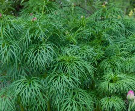 2640_8153_Paeonia_tenuifolia__2.JPG