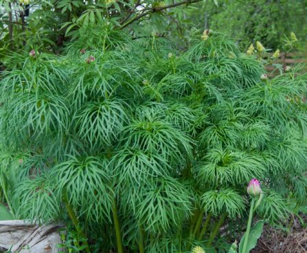 2640_8154_Paeonia_tenuifolia_.JPG