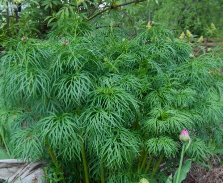 2640_8154_Paeonia_tenuifolia_.JPG