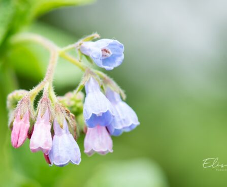2641_10305_Symphytum_grandiflorum__varemerohi.jpg