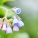 2641_10305_Symphytum_grandiflorum__varemerohi.jpg