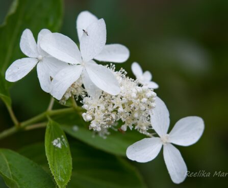 2681_6711_Hydrangea_paniculata_Great_Star__2.JPG