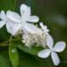 2681_6711_Hydrangea_paniculata_Great_Star__2.JPG