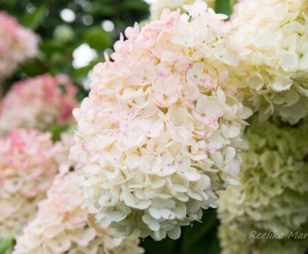 2684_6412_Hydrangea_paniculata_Vanille_Fraise_.jpg