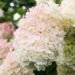 2684_6412_Hydrangea_paniculata_Vanille_Fraise_.jpg