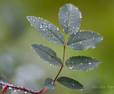 2688_6714_Rosa_glauca__4.JPG