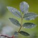 2688_6714_Rosa_glauca__4.JPG