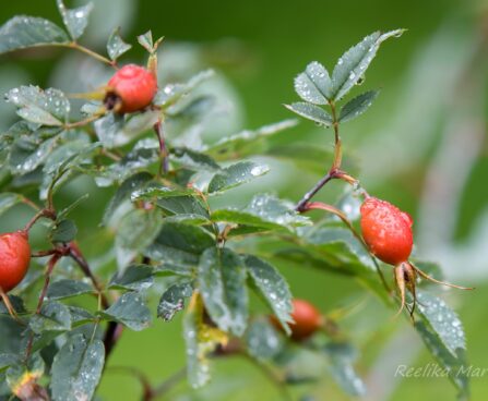 2688_6715_Rosa_glauca_.JPG