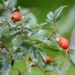 2688_6715_Rosa_glauca_.JPG