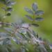 2688_6716_Rosa_glauca__5.JPG