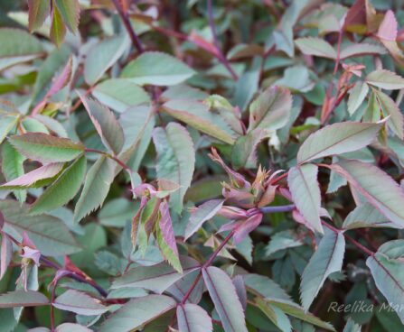 2688_7951_Rosa_glauca__2.JPG
