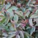 2688_7951_Rosa_glauca__2.JPG