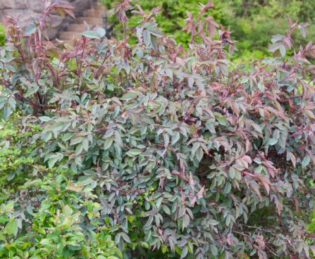 2688_7952_Rosa_glauca_.JPG