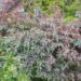 2688_7952_Rosa_glauca_.JPG