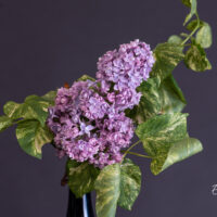 2699_11304_Syringa_vulgaris_Aucubaefolia_harilik_sirel.jpg