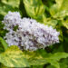 2699_6239_Syringa_vulgaris_Aucubaefolia_.jpg