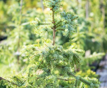 2709_9906_Picea_omorika_Pendula_Bruns_serbia_kuusk.jpg